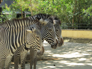 Jardim Zoológico de Lisboa