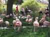 Flamingos im Calgary Zoo. © Drew And Merissa