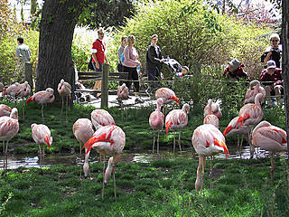 Calgary Zoo