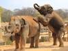 Hannoveraner Elefantenjungbullen ziehen nach Osnabrück