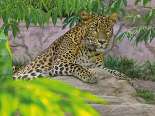 Bioparc Fuengirola