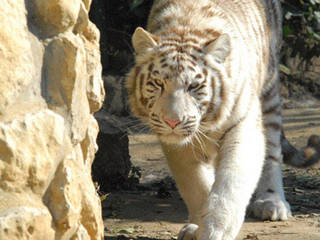 Zoo de Santillana