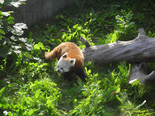 Aalborg Zoo