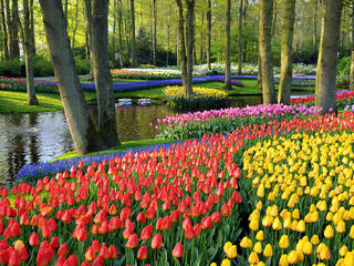 Keukenhof