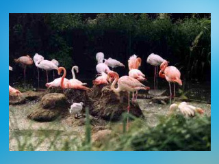 Vogelpark Niendorf