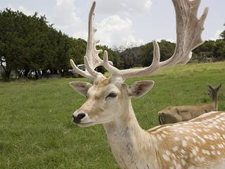 Fossil Rim Wildlife Center