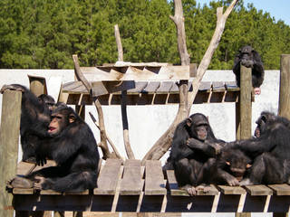 Chimp Haven