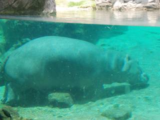 Singapore Zoo