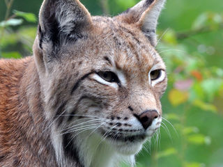 Greifvogelstation & Wildfreigehege Hellenthal