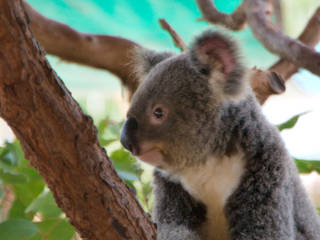 Billabong Sanctuary