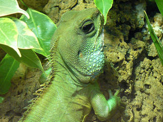 Tierpark Fauna