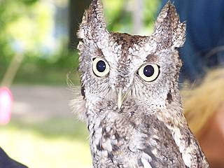 Lake Superior Zoo