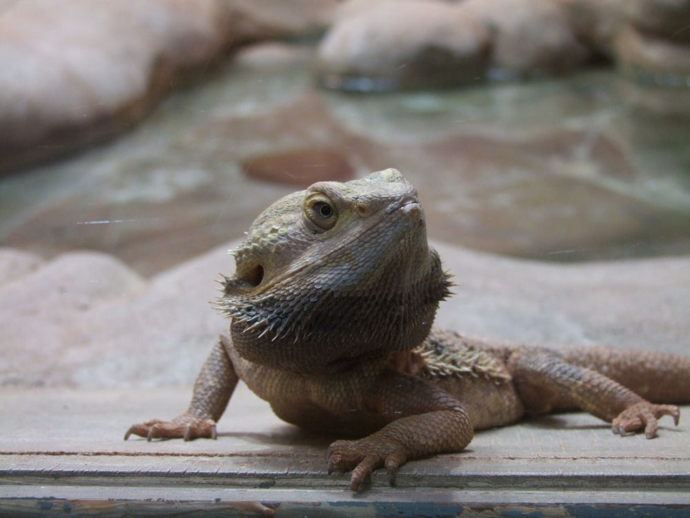 Tierpark und Fossilium Bochum