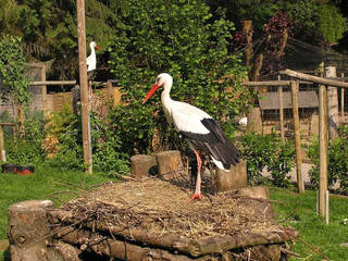 Vogelpark Schotten