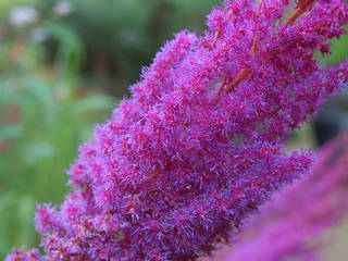 Abbotsbury Subtropical Gardens