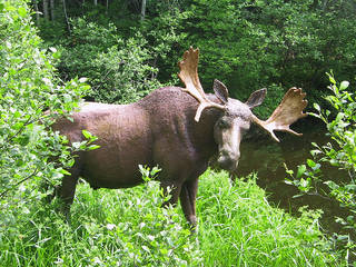 Squam Lakes Natural Science Center