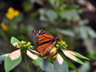 Victoria Butterfly Gardens