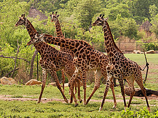 Kansas City Zoological Gardens