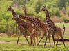 Giraffen im Kansas City Zoo. © Kansas City Zoo
