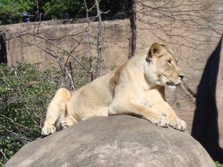 Lincoln Park Zoo