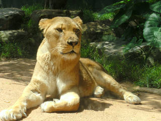 Taronga Zoo Sydney