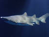 Sandtigerhai aus Kiew schwimmt jetzt im OZEANEUM