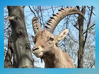 Wildpark Osterzgebirge