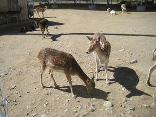 Sierra Safari Zoo