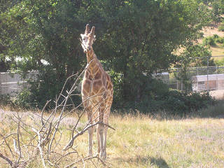 Wildlife Safari Winston