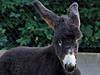 Zoo Heidelberg: Nachwuchs bei den zotteligen Poitou-Eseln
