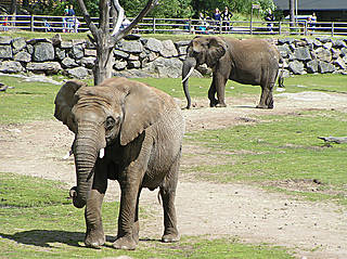 Borås Zoo