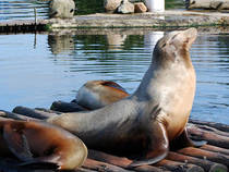 Dolfinarium Harderwijk © Mike