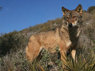 Lobo Park Antequera