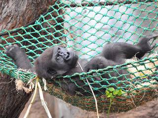 © Zoo Rostock