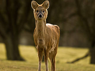 ZSL Whipsnade Zoo