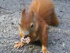 Eichhörnchen im NUP Güstrow © WockyHajar