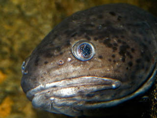 Nordsee-Aquarium Borkum