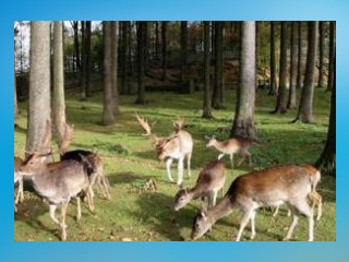 Tiergehege am Pöhlberg