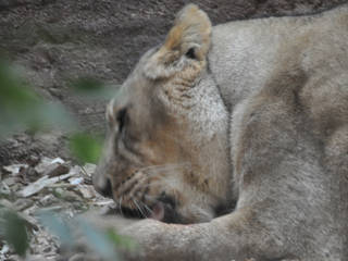 Al Ain Zoo