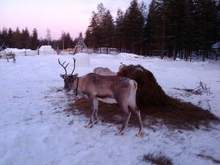 Reindeer Farm