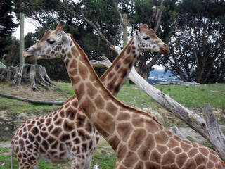 Wellington Zoo