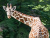 Hellabrunn - Neues WG-Mitglied bei den Giraffen