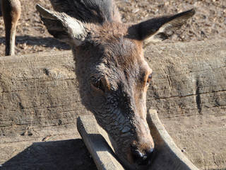 Alpenwildpark Pfänder