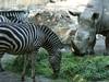 Zoo Osnabrück - drei neue Chapman-Zebras