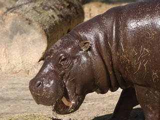 BREC's Baton Rouge Zoo