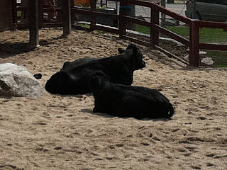 Pocatello Zoo