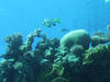Coral World Eilat
