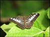 Schmetterling im Papiliorama. © DreamShoot by Marcel Steger