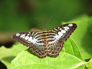 Schmetterling im Papiliorama. © DreamShoot by Marcel Steger