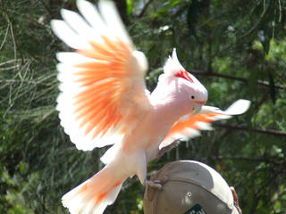 Currumbin Wildlife Sanctuary